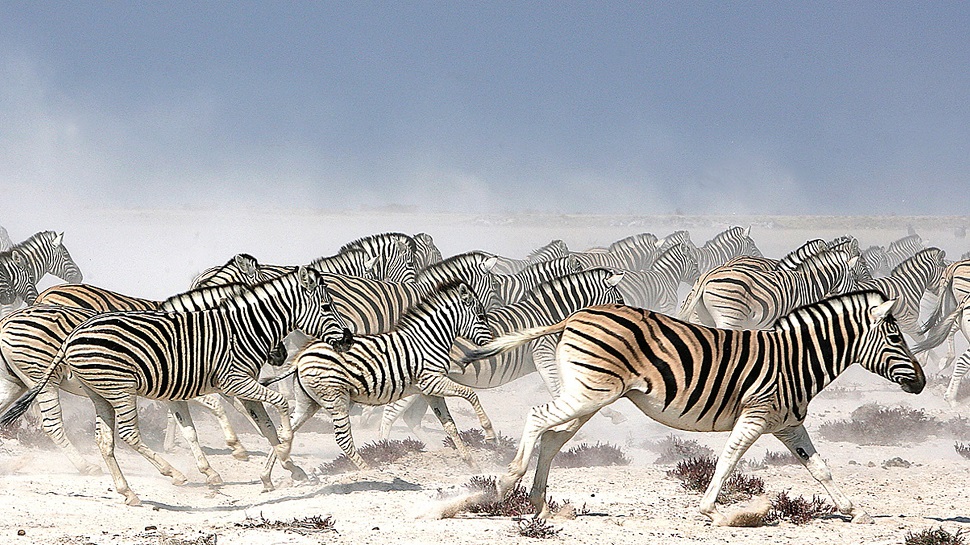 best things to see and do in Botswana